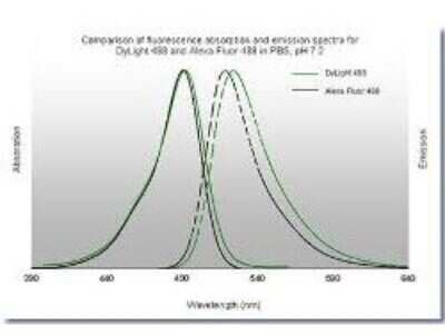 Comparison of Fluorescence Absorption and Emission Spectra for DyLight 488 and Alexa Fluor 488 Conjugates